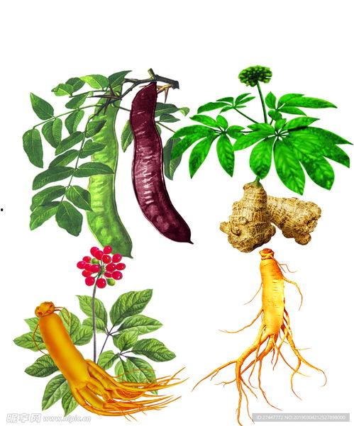 药材图片,图解常见中药材的神奇功效