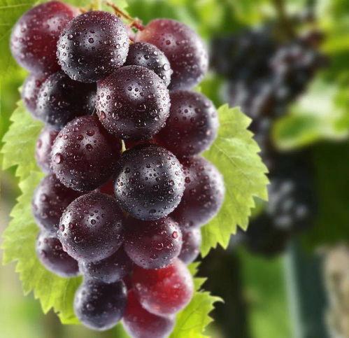 葡萄图片大全大图,大图解析世界葡萄之美