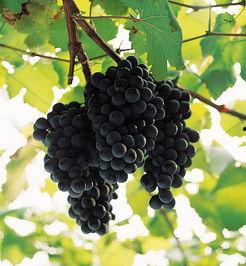 葡萄图片大全大图,大图解析世界葡萄之美