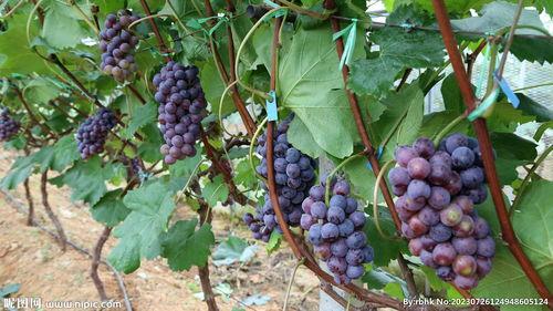 葡萄图片大全大图,大图解析世界葡萄之美