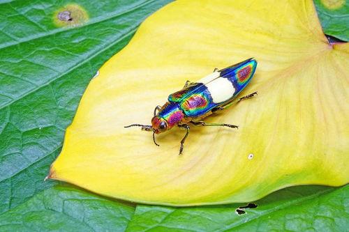 隐形虫图片,微观世界的神秘生物
