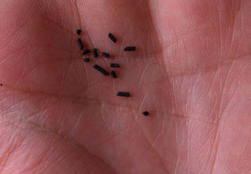 蟑螂虫卵图片,揭秘繁殖之源