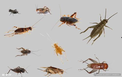 蟑螂虫卵图片,揭秘繁殖之源