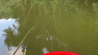 钓鱼视频大全,视频大全带你畅游垂钓世界