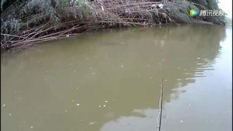 钓鱼视频大全,视频大全带你畅游垂钓世界