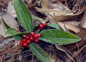 八爪金龙图片,神秘海洋生物的奇幻画卷