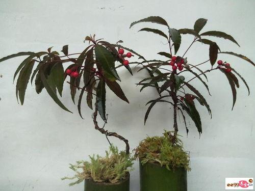 八爪金龙图片,神秘海洋生物的奇幻画卷