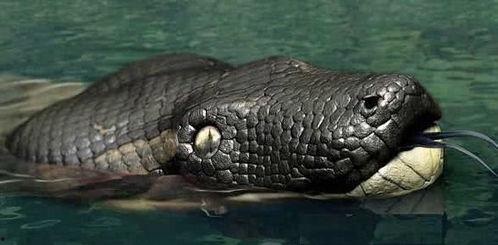 泰坦巨蟒图片,泰坦巨蟒的神秘面纱