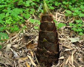 竹笋图片大全,探寻大自然的鲜嫩美味