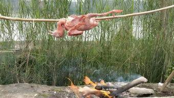 七次狼视频,揭秘神秘狼群的传奇故事