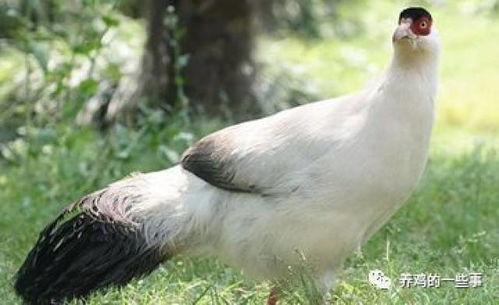 鸡品种大全及图片,图解世界各地的鸡种风采