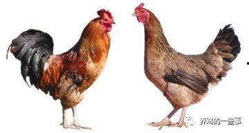 鸡品种大全及图片,图解世界各地的鸡种风采