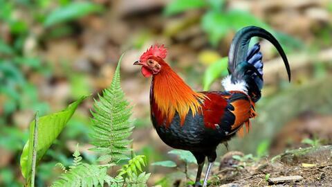 鸡品种大全及图片,图解世界各地的鸡种风采