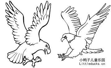 老鹰怎么画图片大全,从入门到精通的图片大全解析