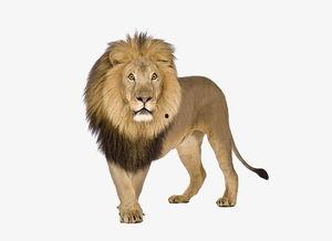 凶猛的图片,凶猛图鉴解析