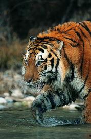 凶猛的图片,凶猛图鉴解析