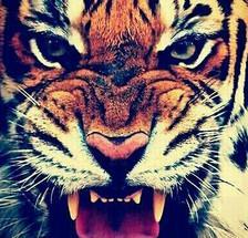 凶猛的图片,凶猛图鉴解析