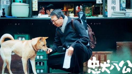 忠犬八公在线观看,感人至深的忠诚守候