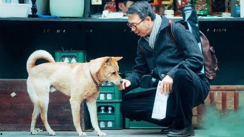 忠犬八公在线观看,感人至深的忠诚守候