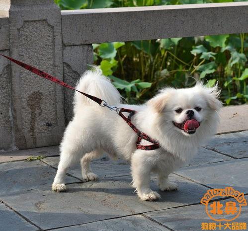 京巴犬图片大全,图片大全中的可爱瞬间