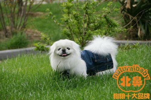 京巴犬图片大全,图片大全中的可爱瞬间