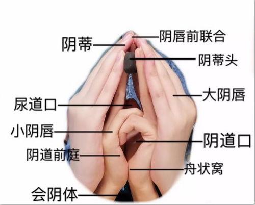 生殖名器女人图片大全,生殖名器图片大全赏析