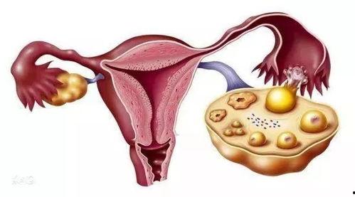 生殖名器女人图片大全,生殖名器图片大全赏析