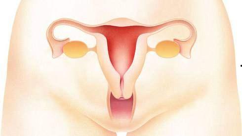 生殖名器女人图片大全,生殖名器图片大全赏析