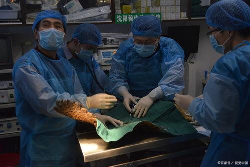 日本做手术,精湛手术技艺引领国际潮流