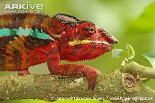 变色龙变色的视频,大自然色彩的神奇魔法