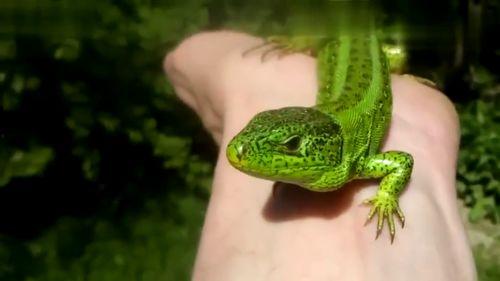 变色龙变色的视频,大自然色彩的神奇魔法
