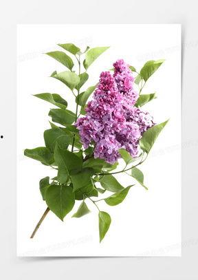 丁香图片,春意盎然的浪漫使者