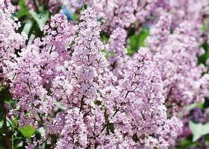 丁香图片,春意盎然的浪漫使者