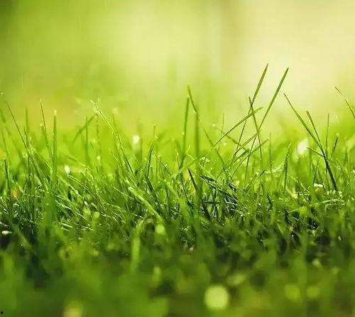 我是一棵小草在线观看,一草一木的在线生命之旅