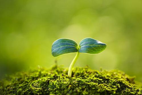 我是一棵小草在线观看,一草一木的在线生命之旅