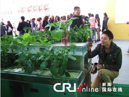 水培蔬菜视频,视频教程带你轻松种植绿色健康蔬菜