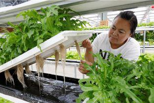水培蔬菜视频,视频教程带你轻松种植绿色健康蔬菜