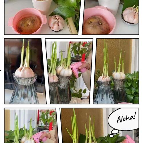 水培蔬菜视频,视频教程带你轻松种植绿色健康蔬菜