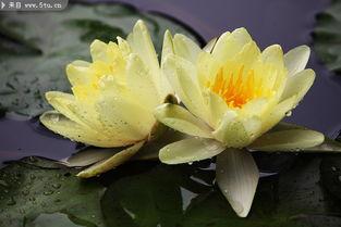 红色莲花图片,绽放的革命之花