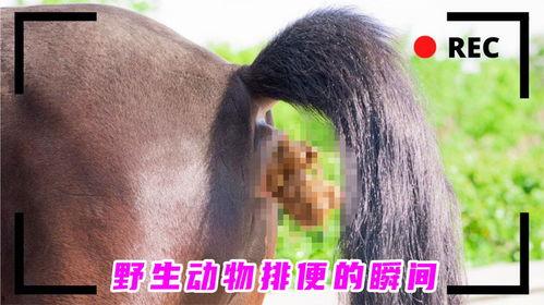 动物拉屎视频,揭秘自然界的排泄奇观