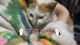 动物拉屎视频,揭秘自然界的排泄奇观