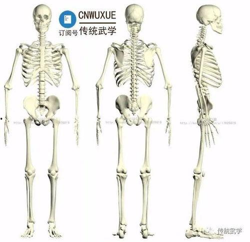 白骨观实修引导视频,揭秘身心净化之旅