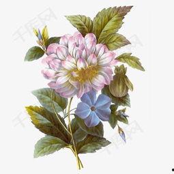 鲜花图片,探索鲜花图片中的自然魅力