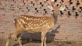 梅花鹿的视频,展现自然之美