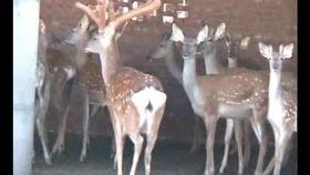 梅花鹿的视频,展现自然之美
