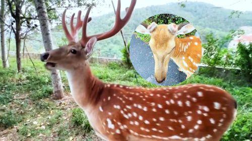 梅花鹿的视频,展现自然之美