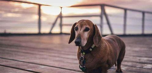 腊肠犬幼犬图片大全