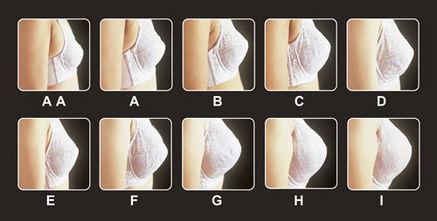 日本 罩杯 算法