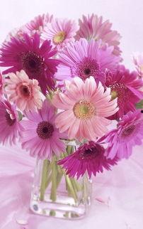 鲜花图片大全大图唯美